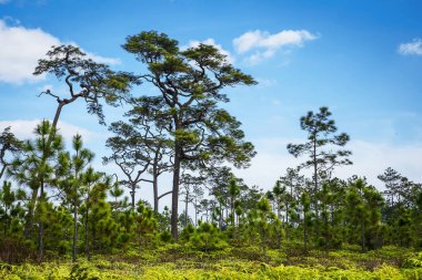 Gökyüzünde arka planı olan çam ormanı.