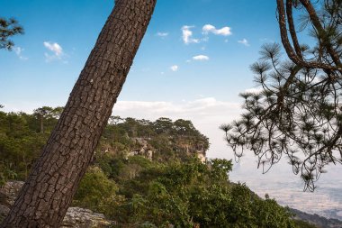 Arka planda gökyüzü olan çam dalları