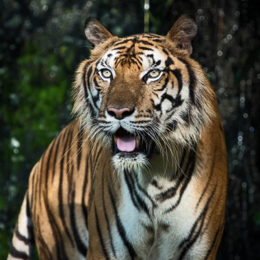 Kaplan ormanda yiyecek bir şeyler arıyor. (Panthera tigris corbetti) doğal habitatta, Tayland 'da doğal habitatta vahşi ve tehlikeli bir hayvan.