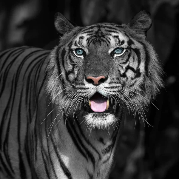 Vita Tigern Letar Efter Mat Skogen Panthera Tigris Corbetti Den — Stockfoto