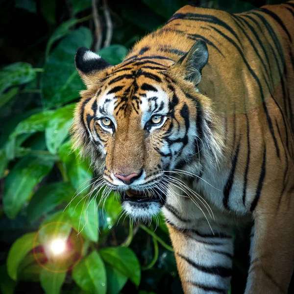 Tigern Tittar Något Med Intresse Panthera Tigris Corbetti Den Naturliga — Stockfoto