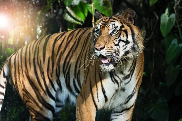 Tigris Érdeklődéssel Tekint Valamire Panthera Tigris Corbetti Természetes Élőhelyen Vadon — Stock Fotó