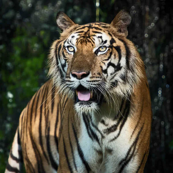 Tijger Zoek Naar Voedsel Het Bos Panthera Tigris Corbetti Natuurlijke — Stockfoto