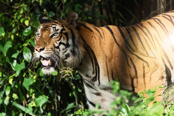 Weißer Tiger Sucht Wald Nach Nahrung Panthera Tigris Corbetti Natürlichen — Stockfoto