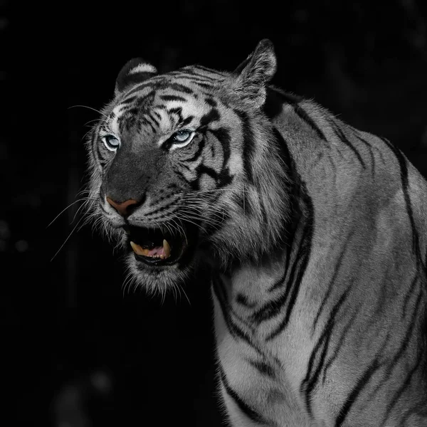 White Tiger Looking Food Forest Panthera Tigris Corbetti Natural Habitat — Stock Photo, Image