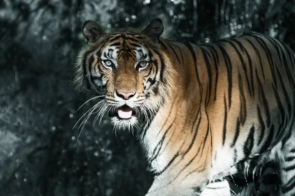 Tygr Hledá Potravu Lese Panthera Tigris Corbetti Přírodním Stanovišti Divoké — Stock fotografie