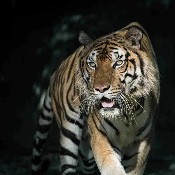 老虎在森林里寻找食物 Panthera Tigris Corbetti Natural Habitat Wild Dangerous Animal Natural — 图库照片