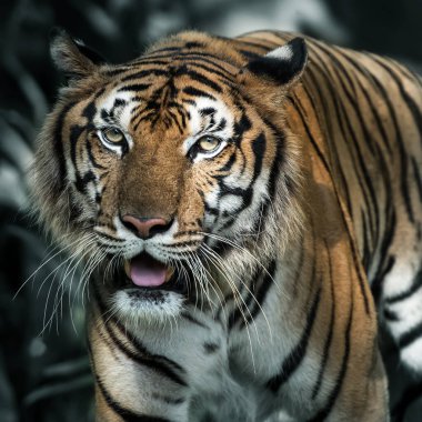 Kaplan ormanda yiyecek bir şeyler arıyor. (Panthera tigris corbetti) doğal habitatta, Tayland 'da doğal habitatta vahşi ve tehlikeli bir hayvan.