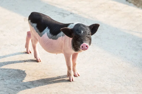 Χαριτωμένο Μικροσκοπικά Γουρούνια Και Μαύρο Speckled Polka Dot Κατσαρόλα Κοιλιά — Φωτογραφία Αρχείου
