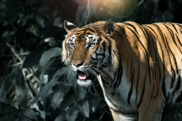 อะไรบางอย างท ความสนใจ Panthera Tigris Corbetti ในท อาศ ยตามธรรมชาต นตรายในท — ภาพถ่ายสต็อก