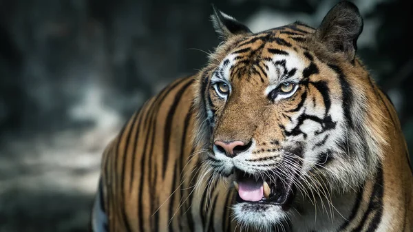 白虎在森林里寻找食物 Panthera Tigris Corbetti Natural Habitat Wild Dangerous Animal Natural — 图库照片