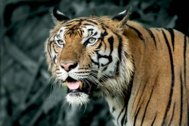 Kaplan ilgi çekici bir şeye bakıyor. (Panthera tigris corbetti) doğal habitatta, Tayland 'da doğal habitatta vahşi ve tehlikeli bir hayvan.