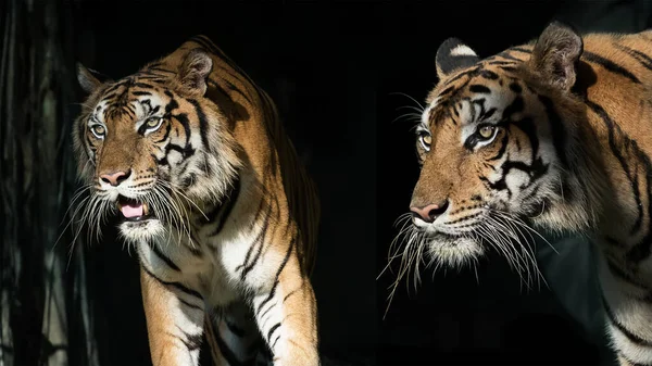 Deux Tigre Sortit Ombre Regardait Quelque Chose Panthera Tigris Corbetti — Photo