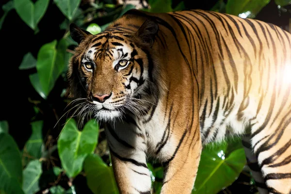 Tijger Zoek Naar Voedsel Het Bos Panthera Tigris Corbetti Natuurlijke — Stockfoto