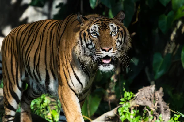 Tijger Keek Heel Eng Aan Panthera Tigris Corbetti Natuurlijke Habitat — Stockfoto