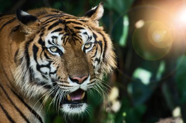 Bir kaplanın yüzüne yakın çekim. (Panthera tigris corbetti) doğal habitatta, Tayland 'da doğal habitatta vahşi ve tehlikeli bir hayvan