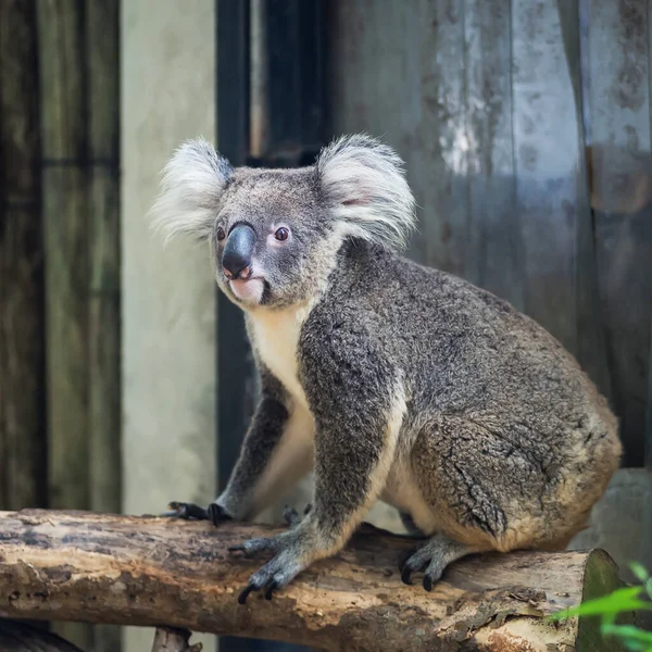 Koala Salvaje Trepando Por Rama — Foto de Stock