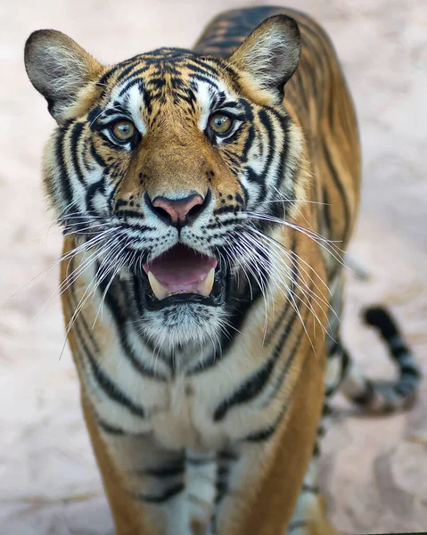 The tiger looked at me, his eyes looked at me with interest.