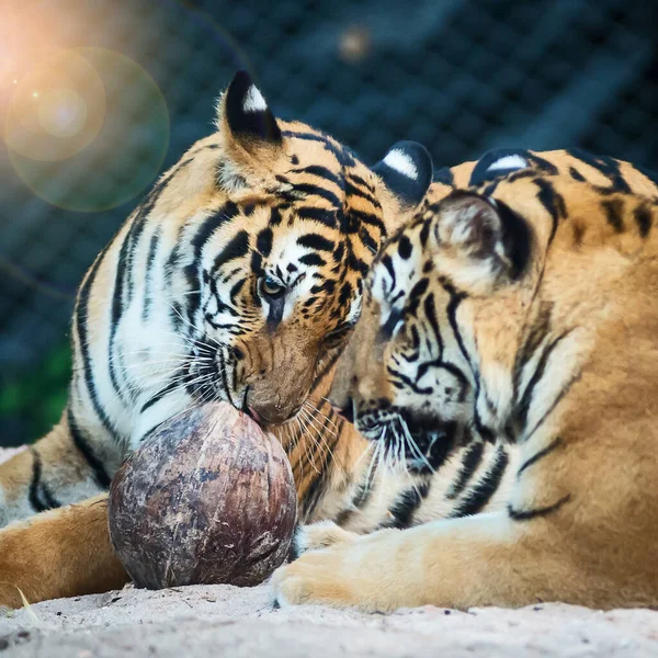 Два Тигра Играют Высушенным Кокосом — стоковое фото