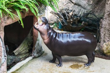 Hayvanat bahçesindeki sevimli bebek su aygırı