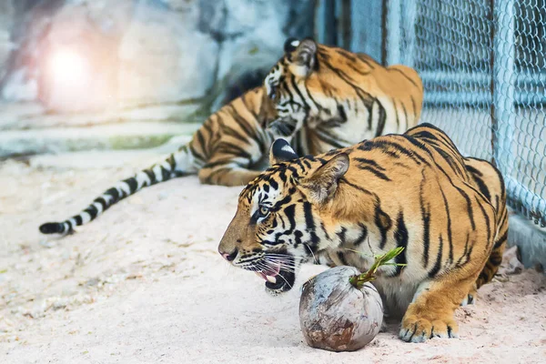 Два Тигра Играют Высушенным Кокосом — стоковое фото