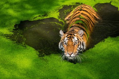 Göletteki kaplan ilginç bir şeye bakıyor. (Panthera tigris corbetti) doğal habitatta, Tayland 'da doğal habitatta vahşi ve tehlikeli bir hayvan.