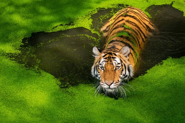 Göletteki kaplan ilginç bir şeye bakıyor. (Panthera tigris corbetti) doğal habitatta, Tayland 'da doğal habitatta vahşi ve tehlikeli bir hayvan.