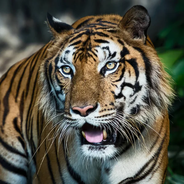 Close-up of a tiger's face. (Panthera tigris corbetti) in the natural habitat, wild dangerous animal in the natural habitat, in Thailand