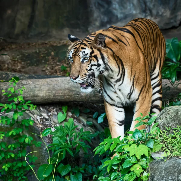 Der Tiger Steht Etwas Mit Interesse Betrachten Panthera Tigris Corbetti — Stockfoto