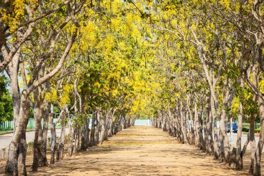 Cassia fistülünün perspektif manzarası, güzel sarı çiçekleri parktaki doğal bir tünel gibi arka plan olarak kullanır..