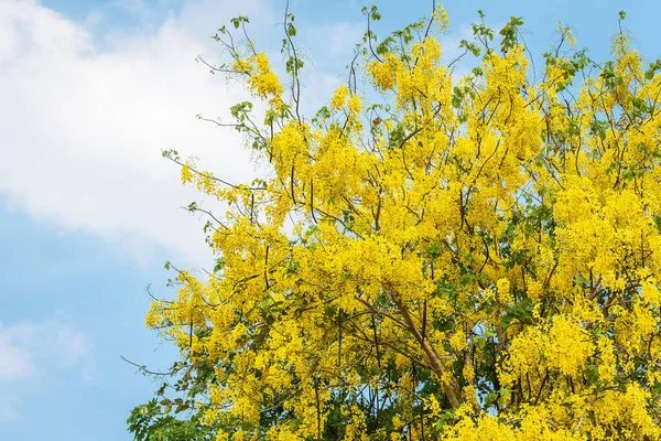 Piękna Przetoka Cassia Złoty Prysznic Kwitnie Drzewie Rozmytym Tłem Natury — Zdjęcie stockowe