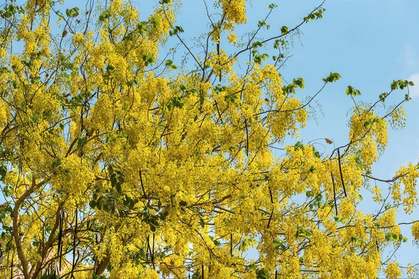 Piękna Przetoka Cassia Złoty Prysznic Kwitnie Drzewie Rozmytym Tłem Natury — Zdjęcie stockowe