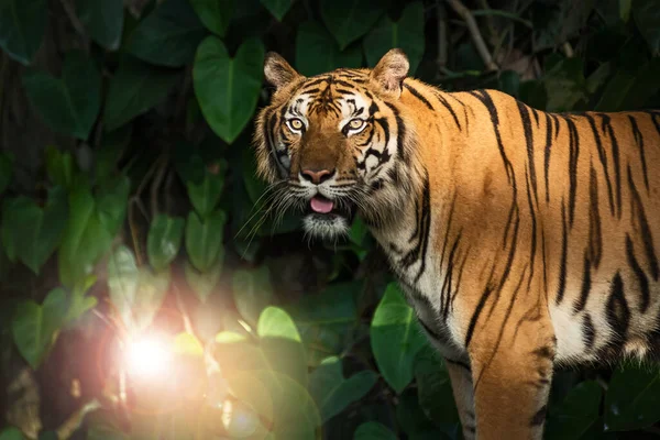 Tigre Camina Por Bosque Para Encontrar Comida — Foto de Stock