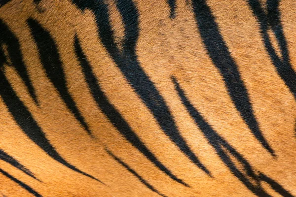Полоски Коже Бенгальского Тигра Настоящий Мех — стоковое фото