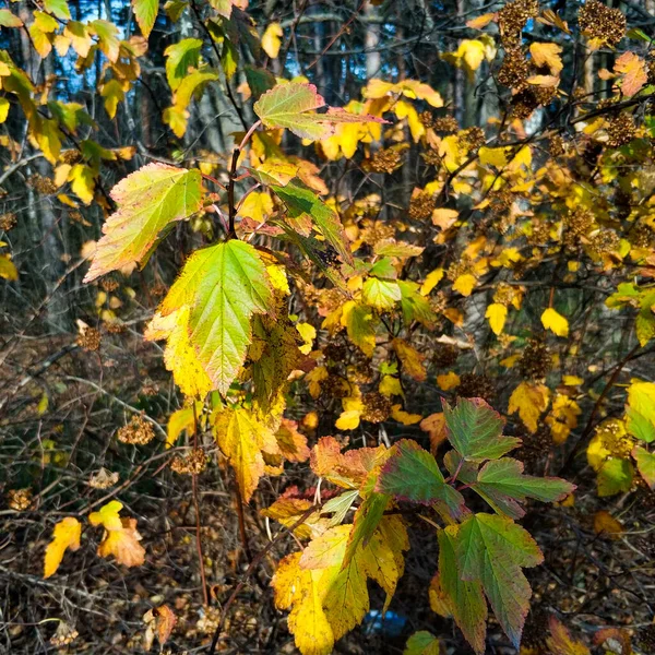 Farbige Blätter. gelbe und grüne Blätter an Bäumen und Sträuchern. — Stockfoto