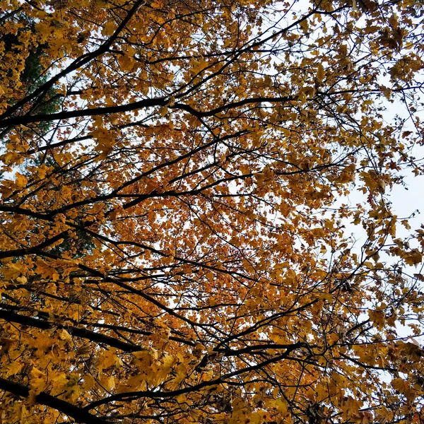 Pomarańczowe liście klonu na tle nieba. Tło z liści drzew. — Zdjęcie stockowe