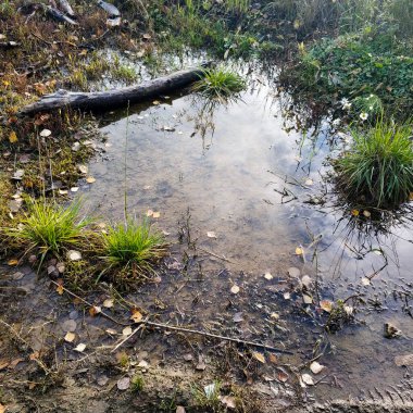 Ormandaki çimlerin arasında bir su birikintisi, bir kütük ve sonbahar yapraklarının yanında..