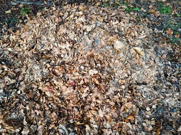 Braune, trockene Blätter liegen auf dem Boden. Blick von oben. — Stockfoto