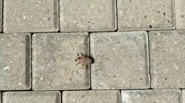 Horoz dövüşçüsü kaldırım taşlarında sürünüyor. May bug çökmeye çalışıyor.