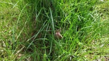 Yarak yiyici çimlerin üzerinde sürünüyor. May bug çökmeye çalışıyor.