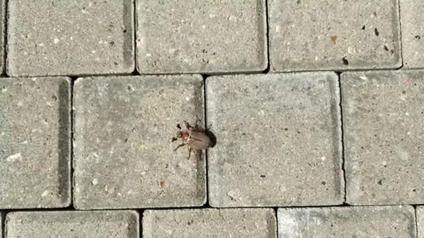 Cockchafer rasteja nas lajes de pavimentação. May bug está tentando falhar. — Vídeo de Stock
