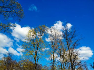 Mavi gökyüzünün arka planında genç yaprakları olan ağaç dalları. Güneşli bir gün.