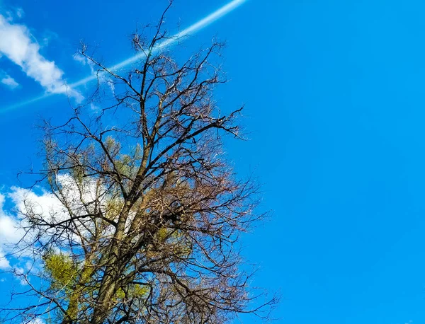 Ramos de árvore com folhas jovens em um fundo de céu azul. Dia ensolarado. — Fotografia de Stock