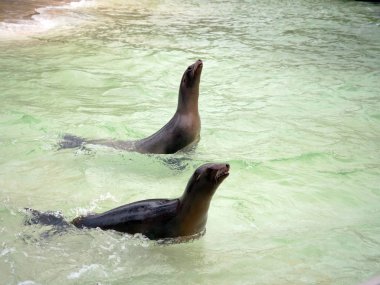 Berlin Zoolojik parkta havuzda foklar