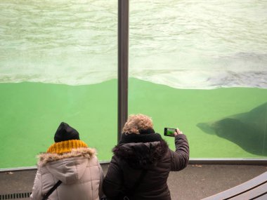 insanlar bir mühür fotoğrafını çekin