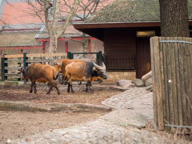 Hayvanat bahçesindeki hayvanlar 