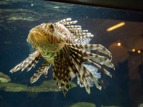 Tropical fish in aquarium — Stock Photo, Image