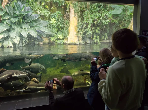 Kids in aquarium admire the fishes — Stock Photo, Image