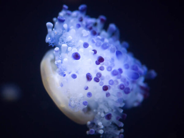 Chrysaora jellyfish in aquariun with blue background