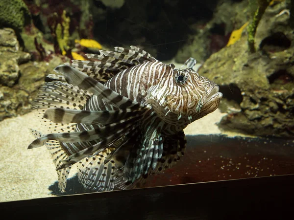 Tropische Fische im Aquarium lizenzfreie Stockfotos